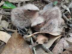 Nyctidromus albicollis