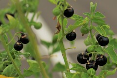 Solanum nigrum