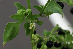Solanum nigrum