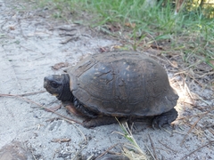 Terrapene carolina major