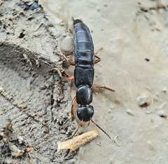 Staphylinina