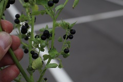 Solanum nigrum