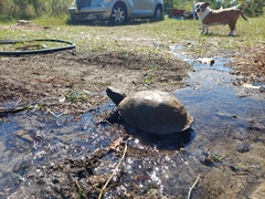 Terrapene carolina major