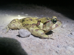 Sclerophrys pardalis