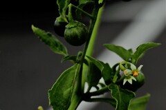 Solanum nigrum