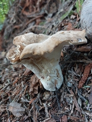 Jahnoporus hirtus
