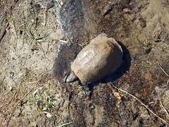 Terrapene carolina major