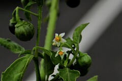 Solanum nigrum