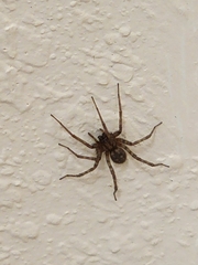 Tegenaria