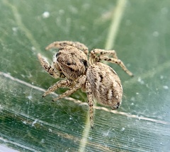 Habronattus texanus