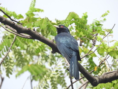 Eudynamys scolopaceus