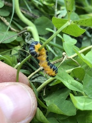 Macremphytus tarsatus