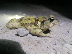Sclerophrys pardalis
