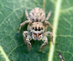 Habronattus texanus