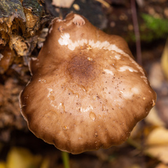 Pluteus