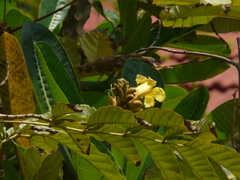 Markhamia lutea