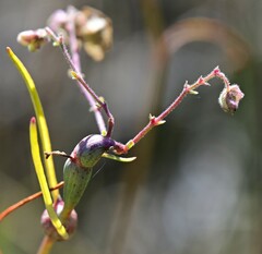 Neolasioptera allioniae