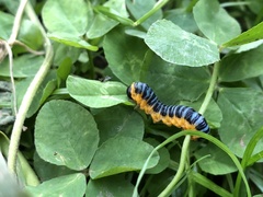 Macremphytus tarsatus