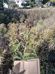 Vernonia fasciculata