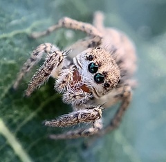 Habronattus texanus