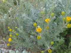 Pteronia aspera