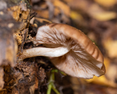 Pluteus