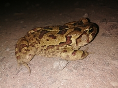 Sclerophrys pardalis