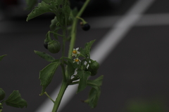 Solanum nigrum