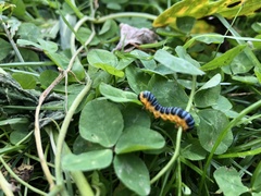 Macremphytus tarsatus