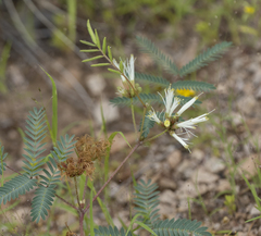 Calliandra humilis