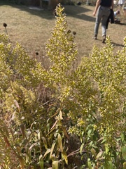 Solidago speciosa