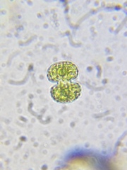 Cosmarium punctulatum