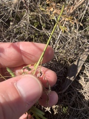 Desmanthus illinoensis