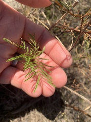Desmanthus illinoensis