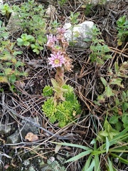 Sempervivum caucasicum