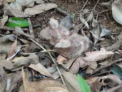 Nyctidromus albicollis