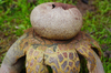Astraeus sp. 'CA01' - Photo (c) Christian Schwarz, some rights reserved (CC BY-NC), uploaded by Christian Schwarz