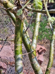 Commiphora marlothii