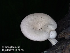 Oudemansiella australis