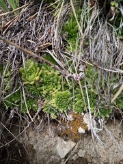 Sempervivum caucasicum