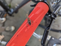 Leptoglossus occidentalis