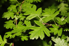 Crataegus monogyna