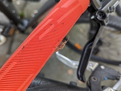 Leptoglossus occidentalis