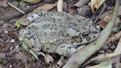 Bufotes viridis sitibundus