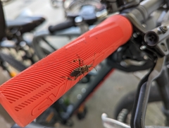 Leptoglossus occidentalis