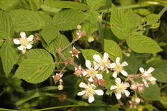 Rubus tuberculatus