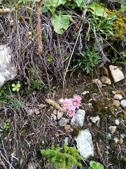 Sempervivum caucasicum