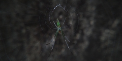Leucauge decorata