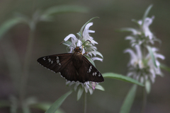 Apyrrothrix araxes