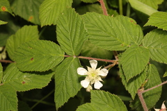 Rubus tuberculatus